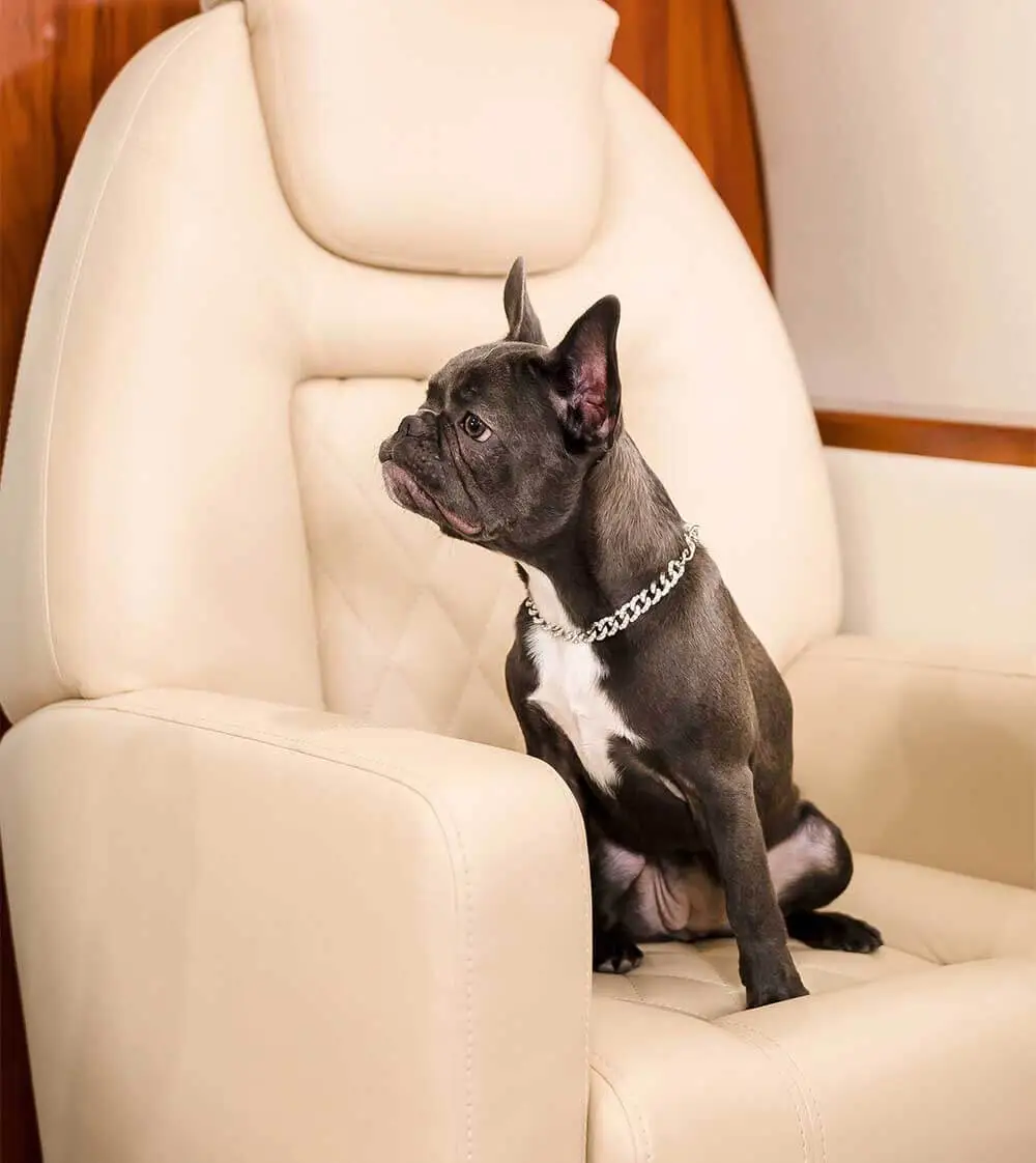 Can-I-buy-a-seat-for-my-dog-on-an-Airplane